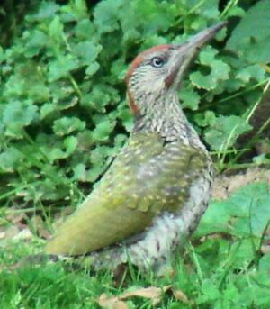 European Green Woodpecker 
&copy; Xavier Michel