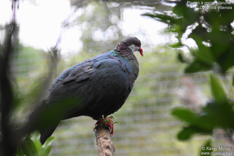 Pigeon à gorge blancheadulte, identification