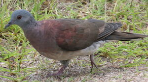 Pigeon de Madagascar