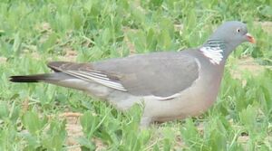 Common Wood Pigeon