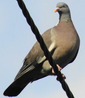 Common Wood Pigeon