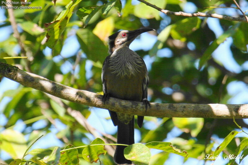 New Caledonian Friarbirdadult