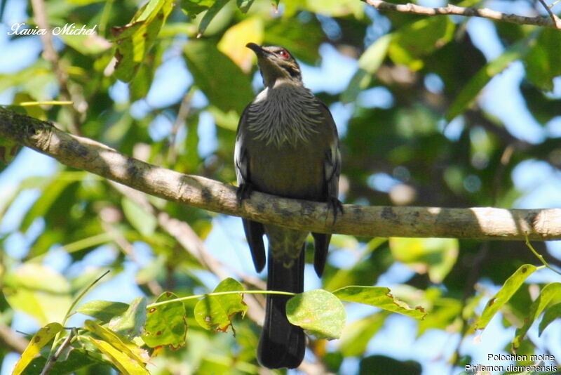 New Caledonian Friarbirdadult, identification