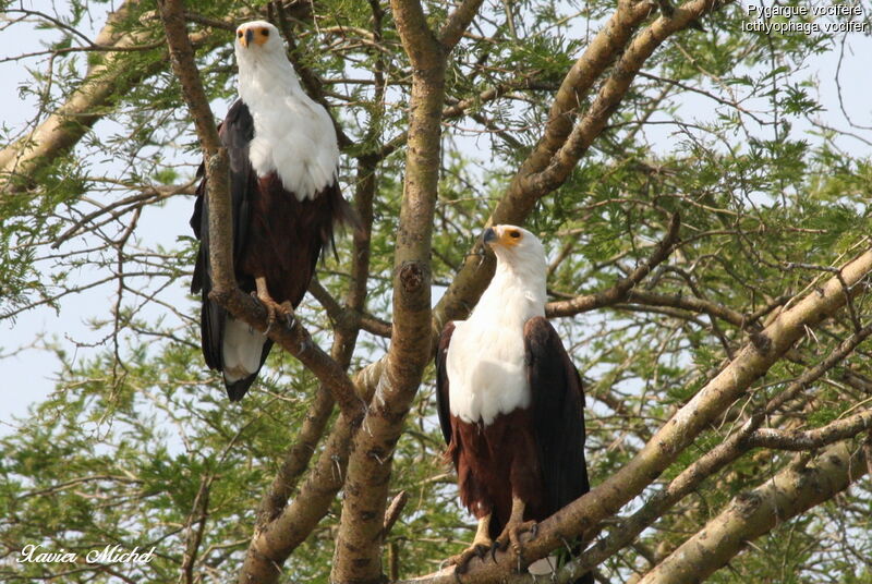 African Fish Eagle adult