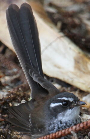 Streaked Fantail