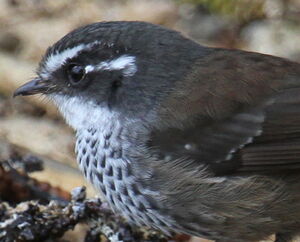 Streaked Fantail