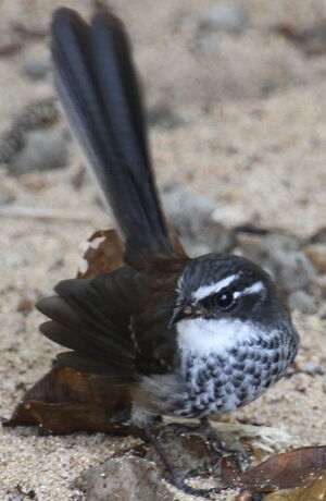 Streaked Fantail