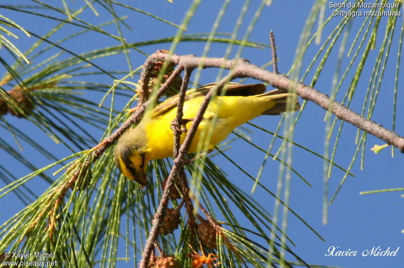Yellow-fronted Canary, identification, feeding habits
