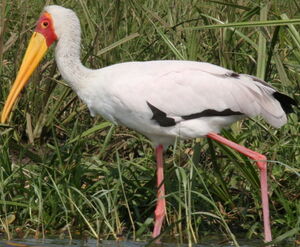 Yellow-billed Stork