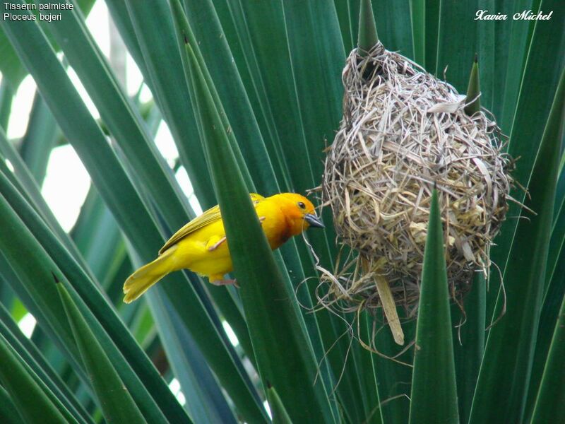 Golden Palm Weaver, identification