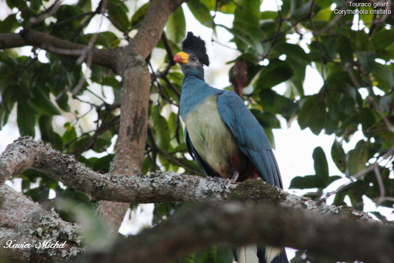 Great Blue Turaco, identification
