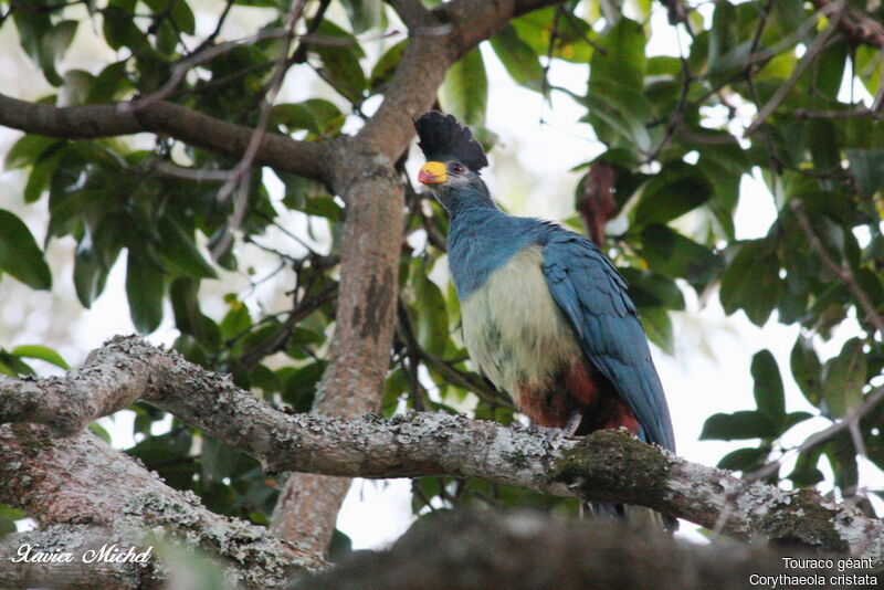Great Blue Turaco, identification