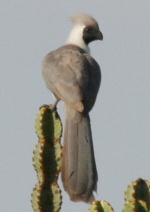 Bare-faced Go-away-bird