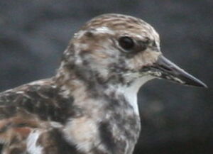 Ruddy Turnstone 
&copy; Xavier Michel