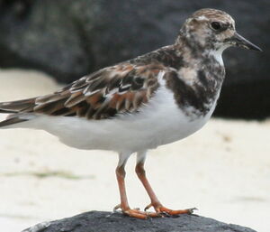 Ruddy Turnstone 
&copy; Xavier Michel