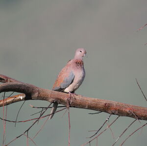 Laughing Dove