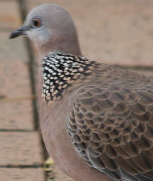 Spotted Dove