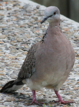 Spotted Dove
