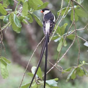 Pin-tailed Whydah