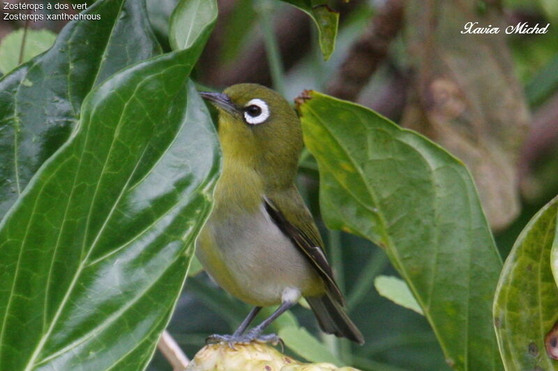 Green-backed White-eye, identification