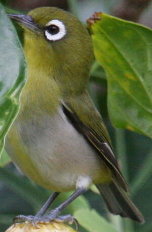 Zostérops à dos vert