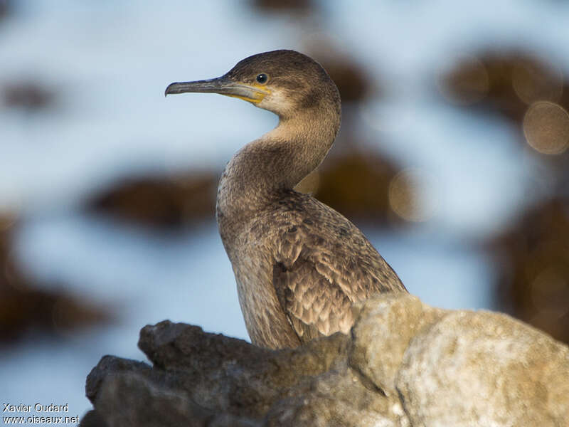 Cape Cormorantjuvenile, identification