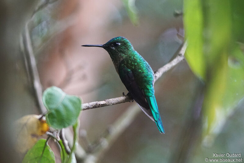 Blue-tailed Emerald male