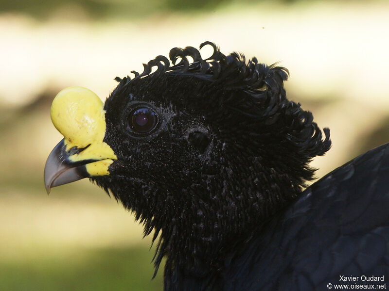 Great Curassow male adult