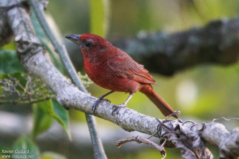 Hepatic Tanager male adult, identification