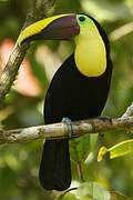 Yellow-throated Toucan (swainsonii)