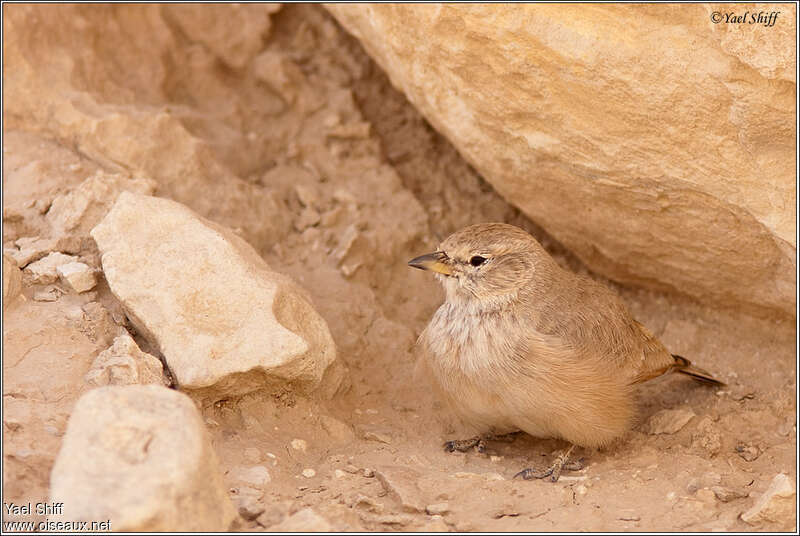 Desert Larkjuvenile, identification