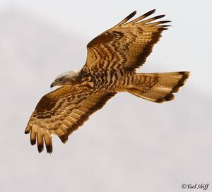 European Honey Buzzard