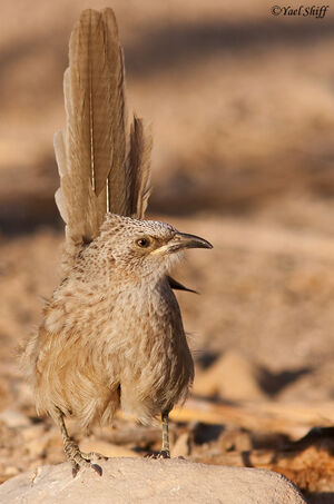 Arabian Babbler