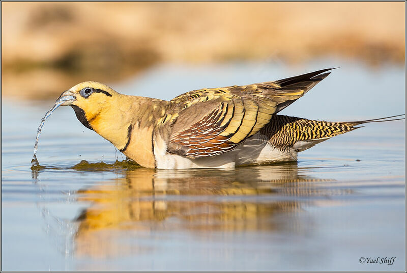 Pin-tailed Sandgrouse male