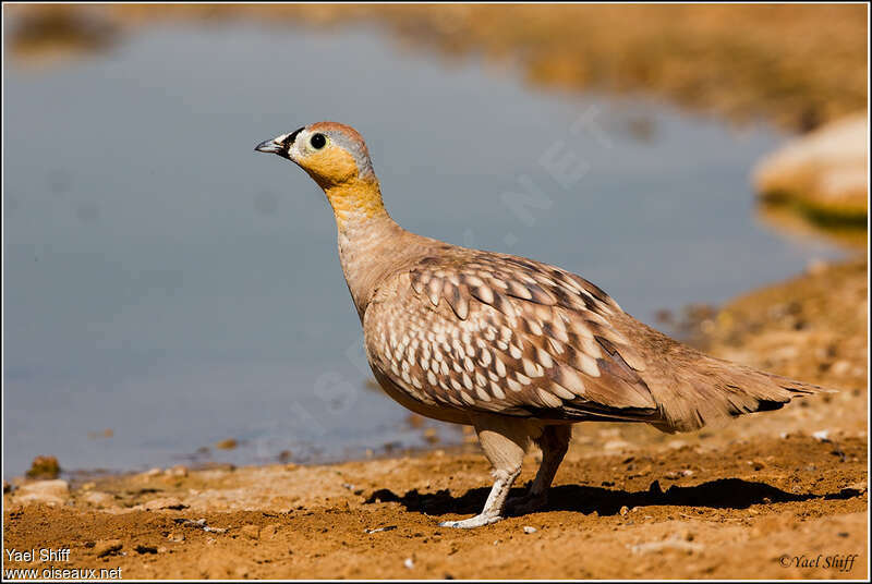 Crowned Sandgrouse male adult, identification