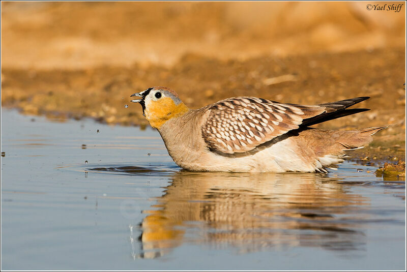 Crowned Sandgrouse male