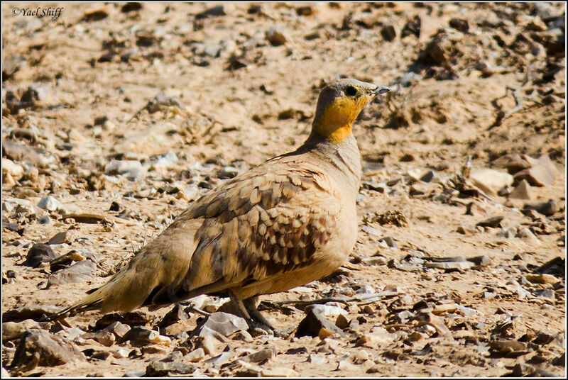 Spotted Sandgrouse male