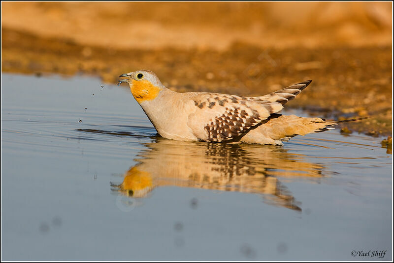 Spotted Sandgrouse male
