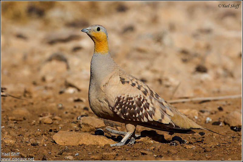 Spotted Sandgrouse male adult, identification