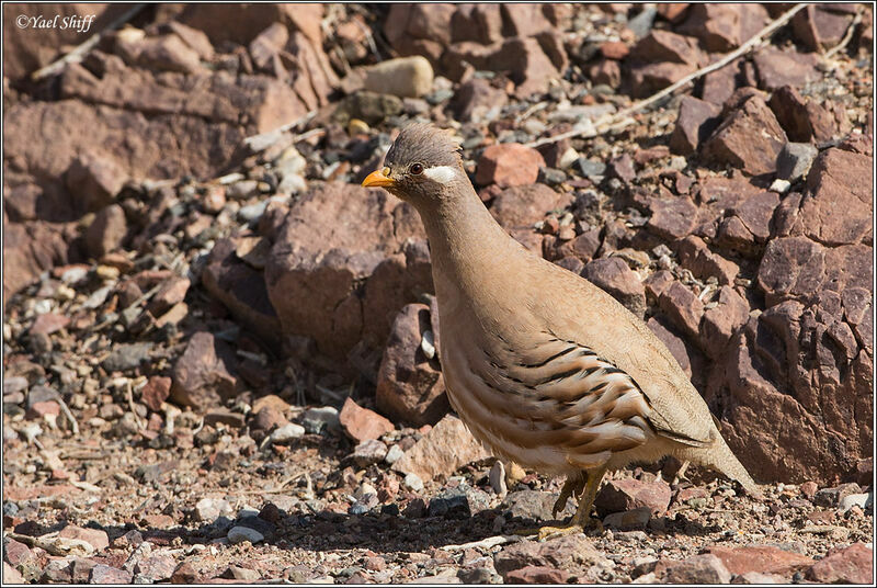 Sand Partridge male