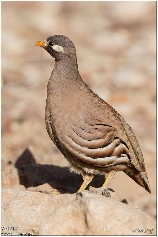 Sand Partridge, identification
