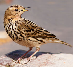Pipit � gorge rousse