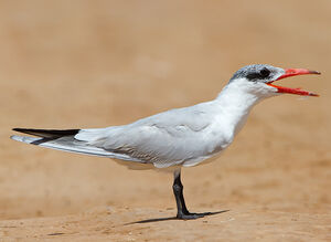 Caspian Tern 
&copy; Yael Shiff