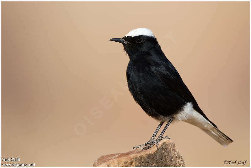 White-crowned Wheatearadult, identification