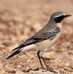 Northern Wheatear