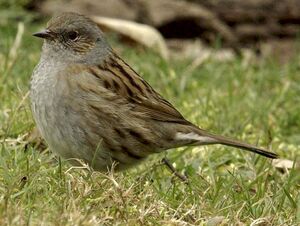 Dunnock 
&copy; Yann Cambon