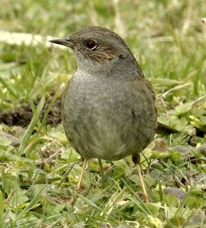 Dunnock 
&copy; Yann Cambon