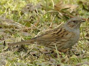 Dunnock 
&copy; Yann Cambon