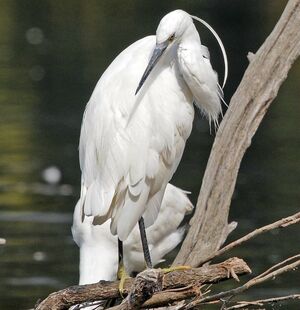 Little Egret