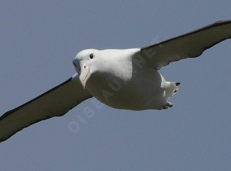 Albatros royal du Nordadulte
